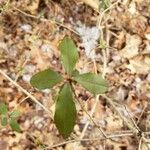 Talinum paniculatum Leaf