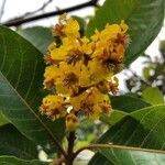 Byrsonima crassifolia Fleur
