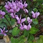 Cyclamen purpurascens Агульны выгляд