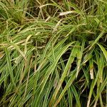 Carex morrowii पत्ता