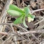 Lonicera caerulea Φύλλο