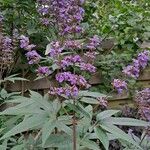 Vitex negundo Folla