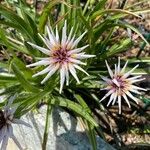 Scorzonera undulata Flor