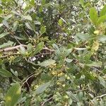 Searsia gueinzii Habit
