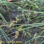 Carex elongata Beste bat