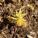 Sedum stenopetalum ഇല