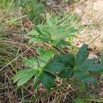 Pulsatilla patens Blatt