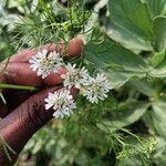 Coriandrum sativumFlower