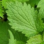 Lamium album Leaf