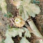 Neurada procumbens Blomma