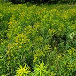 Euphorbia esula Habit