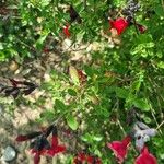 Salvia greggii Blad