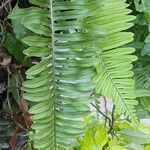 Polypodium virginianum Levél