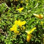 Genista pilosa മറ്റ്