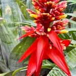 Aechmea chantinii Kvet