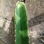 Euphorbia abyssinica Hoja