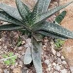 Gasteria carinata Leaf