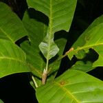 Pouteria laevigata Leaf