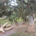 Cupressus arizonica Листок