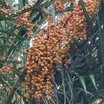 Phoenix canariensis Fruit