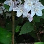Deutzia hybrida Flor