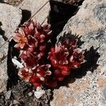 Sedum atratum Hábito