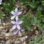 Geranium asphodeloides Blomst