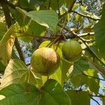 Vernicia fordii Fruit