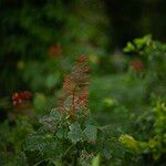 Clerodendrum paniculatum Kukka