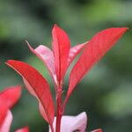 Photinia × fraseri Leaf