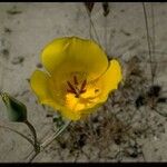 Calochortus clavatus Flower