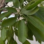 Tabebuia aurea Leaf