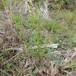 Coreopsis leavenworthii Folha