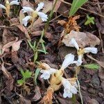 Orobanche nana Агульны выгляд