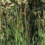 Typha × glauca Лист