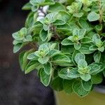 Origanum majorana Blad