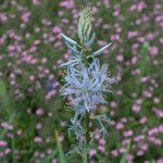 Camassia cusickii Flower
