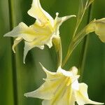 Gladiolus tristis Λουλούδι