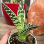 Aloe variegata Φύλλο