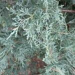 Juniperus scopulorum Yaprak
