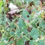 Chenopodium album Hoja