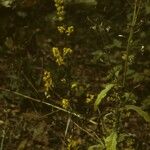 Solidago puberula Hábito