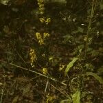 Solidago puberula Habit