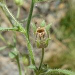 Chaenorhinum minus Fruit