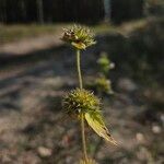 Galeopsis ladanumFlor