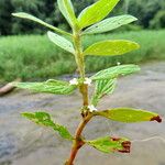 Diodia virginiana Blatt