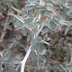 Ceanothus cordulatus Foglia