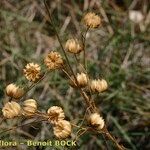 Linum leonii Fruit