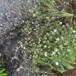 Lomelosia argentea ശീലം