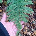 Dryopteris expansa Leaf